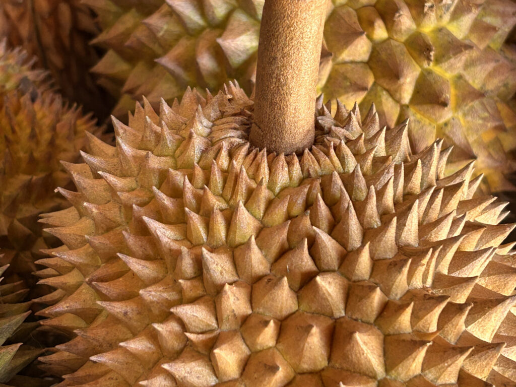 durian